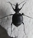 Scaphinotus interruptus - Scaphinotus interruptus