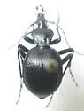 Scaphinotus interruptus - photo 2