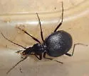 Scaphinotus interruptus - photo 4