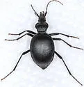 Scaphinotus interruptus - photo 5