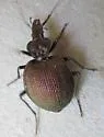 Scaphinotus irregularis - photo 2