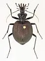 Scaphinotus irregularis - photo 3