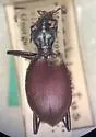 Scaphinotus johnsoni - Scaphinotus johnsoni