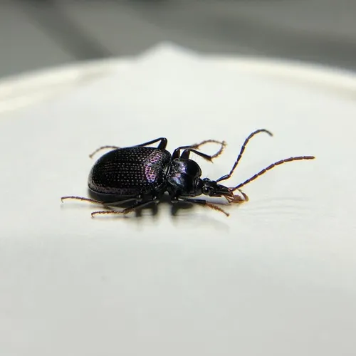 Liebeck's snail-eating beetle - photo 2