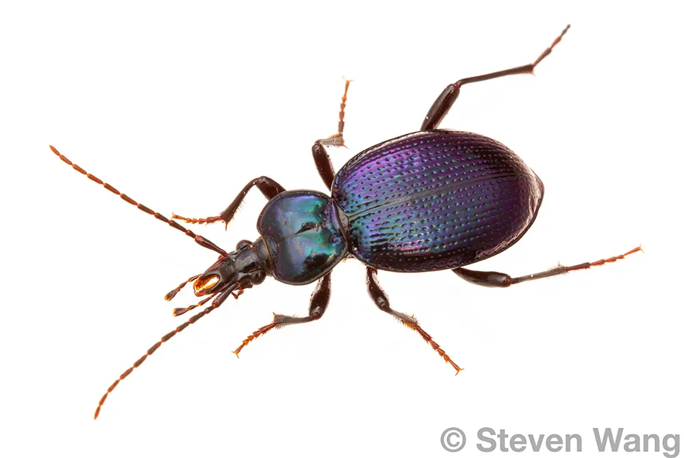 Liebeck's snail-eating beetle - photo 3