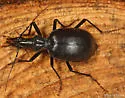 Humboldt Ground Beetle