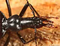 Humboldt Ground Beetle - photo 2