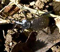 Scaphinotus marginatus - Scaphinotus marginatus
