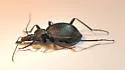 Scaphinotus marginatus - photo 3