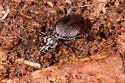 Scaphinotus marginatus - photo 4