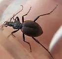 Scaphinotus marginatus - photo 5