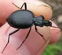 Scaphinotus obliquus - Scaphinotus obliquus