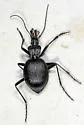 Scaphinotus obliquus - photo 2