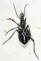 Scaphinotus obliquus - photo 3