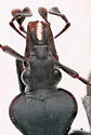 Scaphinotus obliquus - photo 4