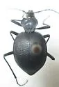 Scaphinotus oreophilus - Scaphinotus oreophilus