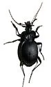 Scaphinotus petersi