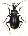 Scaphinotus petersi - photo 2