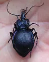Scaphinotus petersi - photo 4