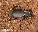 Scaphinotus petersi - photo 5