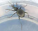Scaphinotus punctatus - Scaphinotus punctatus