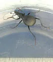 Scaphinotus punctatus - photo 2
