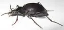 Scaphinotus punctatus - photo 3