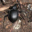 Scaphinotus punctatus - photo 4