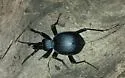 Scaphinotus punctatus - photo 5