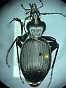 Scaphinotus regularis - Scaphinotus regularis