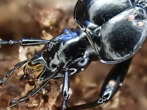 Relic Snail-eating Beetle - photo 2