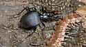 Scaphinotus ridingsii - photo 2