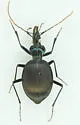 Scaphinotus ridingsii - photo 4