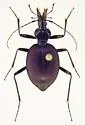 Scaphinotus ridingsii - photo 5