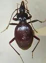 Scaphinotus schwarzi - Scaphinotus schwarzi