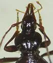 Scaphinotus schwarzi - photo 2