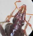 Scaphinotus schwarzi - photo 3