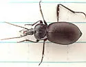 Scaphinotus snowi - photo 2