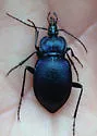 Scaphinotus snowi - photo 4