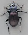 Scaphinotus snowi - photo 5