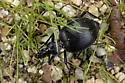 Scaphinotus striatopunctatus - photo 2