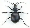 Scaphinotus striatopunctatus - photo 4