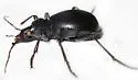 Scaphinotus striatopunctatus - photo 5