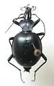 Scaphinotus subtilis - Scaphinotus subtilis