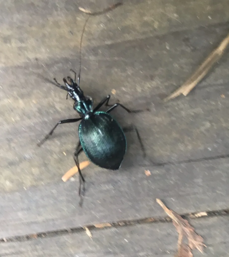 Three-ridged Snail-eating Beetle - photo 2