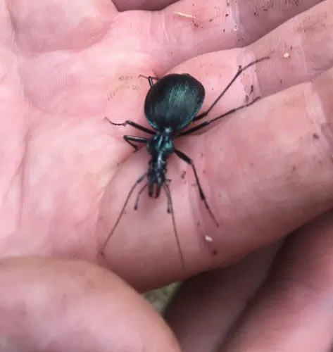 Three-ridged Snail-eating Beetle - photo 3