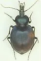 Scaphinotus unicolor - photo 2
