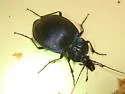 Scaphinotus unicolor - photo 3