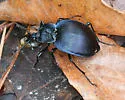 Scaphinotus unicolor - photo 4