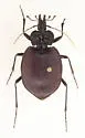 Scaphinotus unicolor - photo 5
